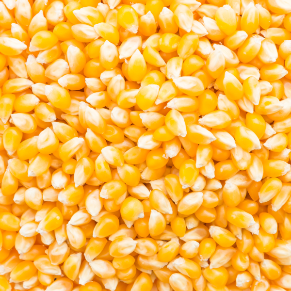 Yellow Maize