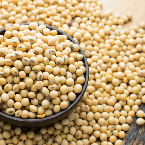 Soya Bean